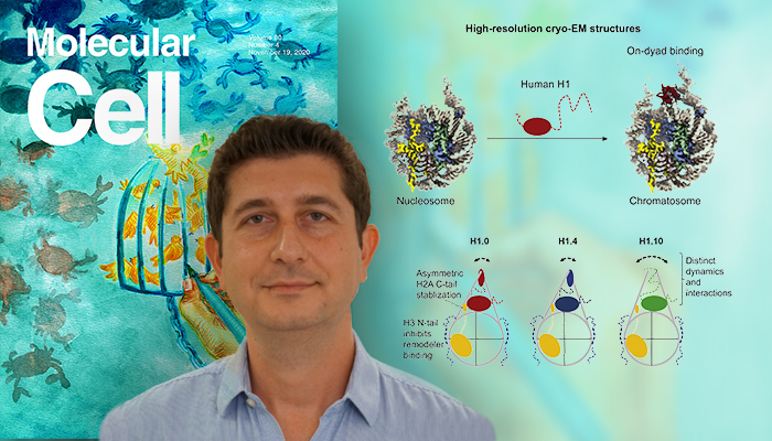 AN INTERNATIONAL COLLABORATIVE STUDY DEMONSTRATES THE ROLE OF EPIGENETICS IN THE STRUCTURAL DIVERSITY OF CHROMATIN