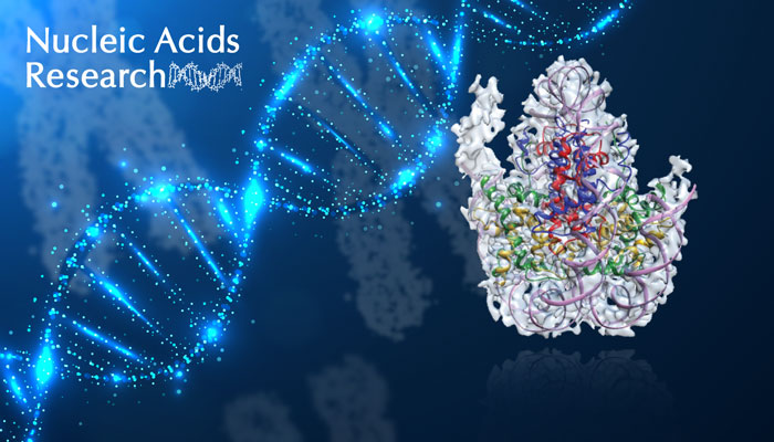 A COLLABORATIVE EFFORT INVOLVING THREE IBG RESEARCHERS SHEDS LIGHT ON AN IMPORTANT PHENOMENON IN CELL DIVISION