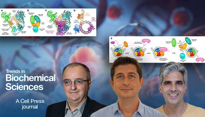 A new look at the molecular machinery of cell division